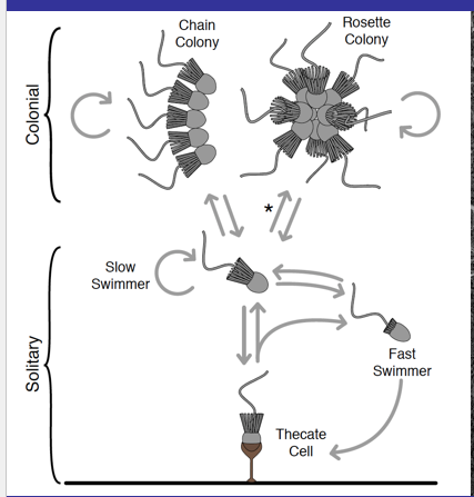 <p>solitary - alone Thecate - recruit bacteria to environmental surfaces surrounding the base of the theca stalk.</p>