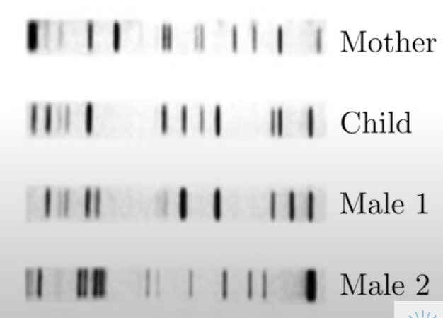 <p>How to identify the parent of a child using banding patterns from gel electrophoresis?</p>