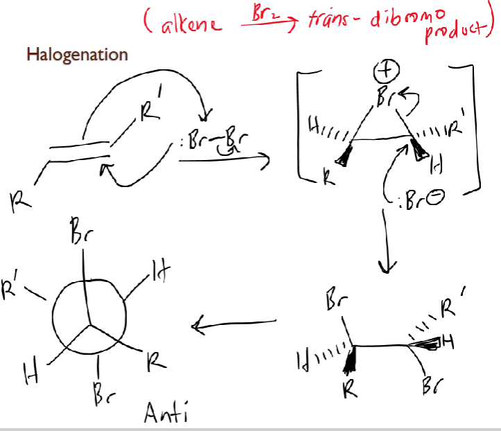 <ul><li><p>alkene + Br2</p></li><li><p>Br lp attacks alkene, alkene attacks Br back</p><ul><li><p>forms bromonium ion intermediate: triangle</p></li></ul></li><li><p>Br- lp attacks a C, which breaks bond between Br+, forming Br addition on either side adding in anti-addition fashion (antiperiplanar/staggered)</p></li><li><p>trans-dibromo product</p></li></ul><p></p>