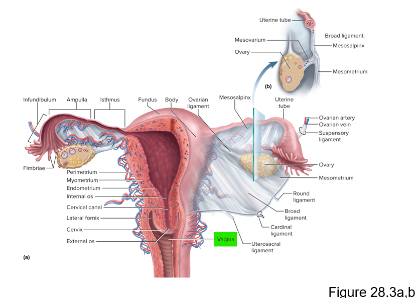 <p>Vagina</p>