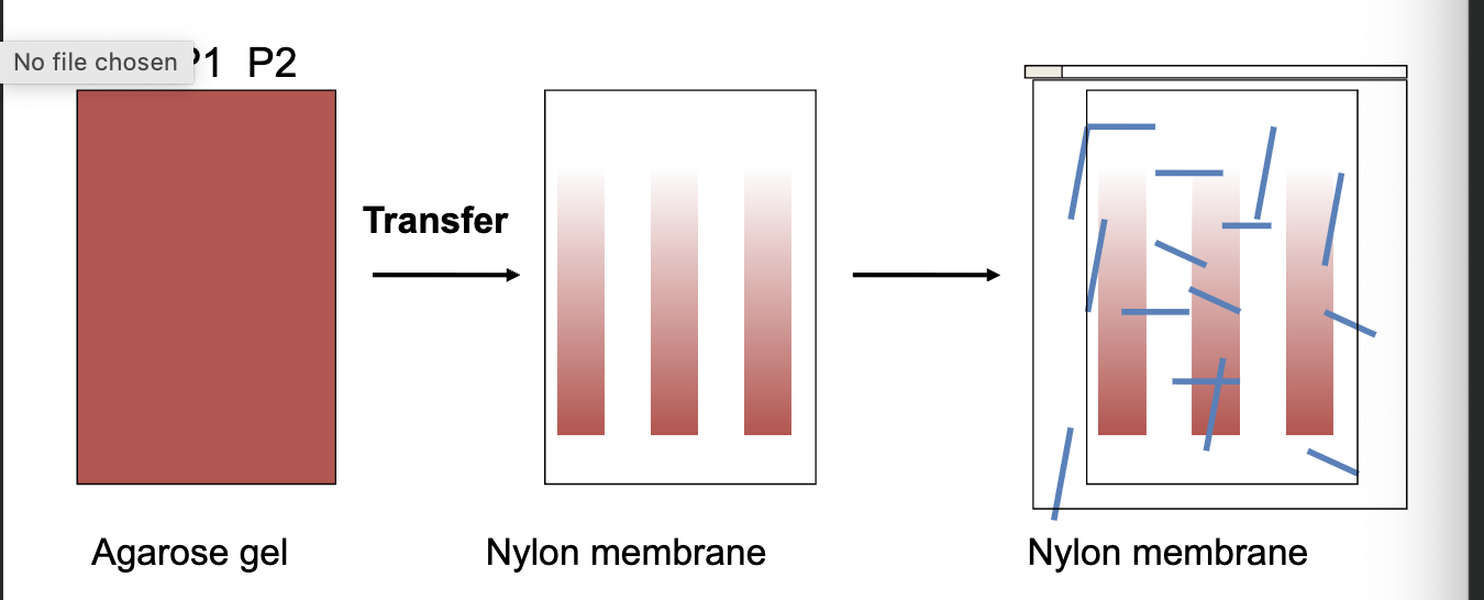 <ul><li><p>electrophoresis</p></li><li><p>vacuum transfer</p></li><li><p>electrophoretic </p></li></ul><p></p>