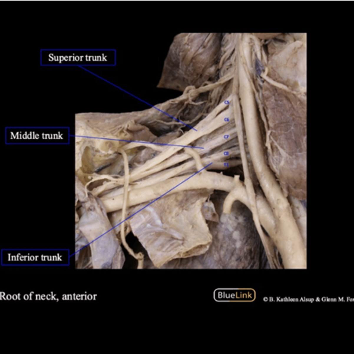 <p>C5, C6, C7, C8, and T1</p>