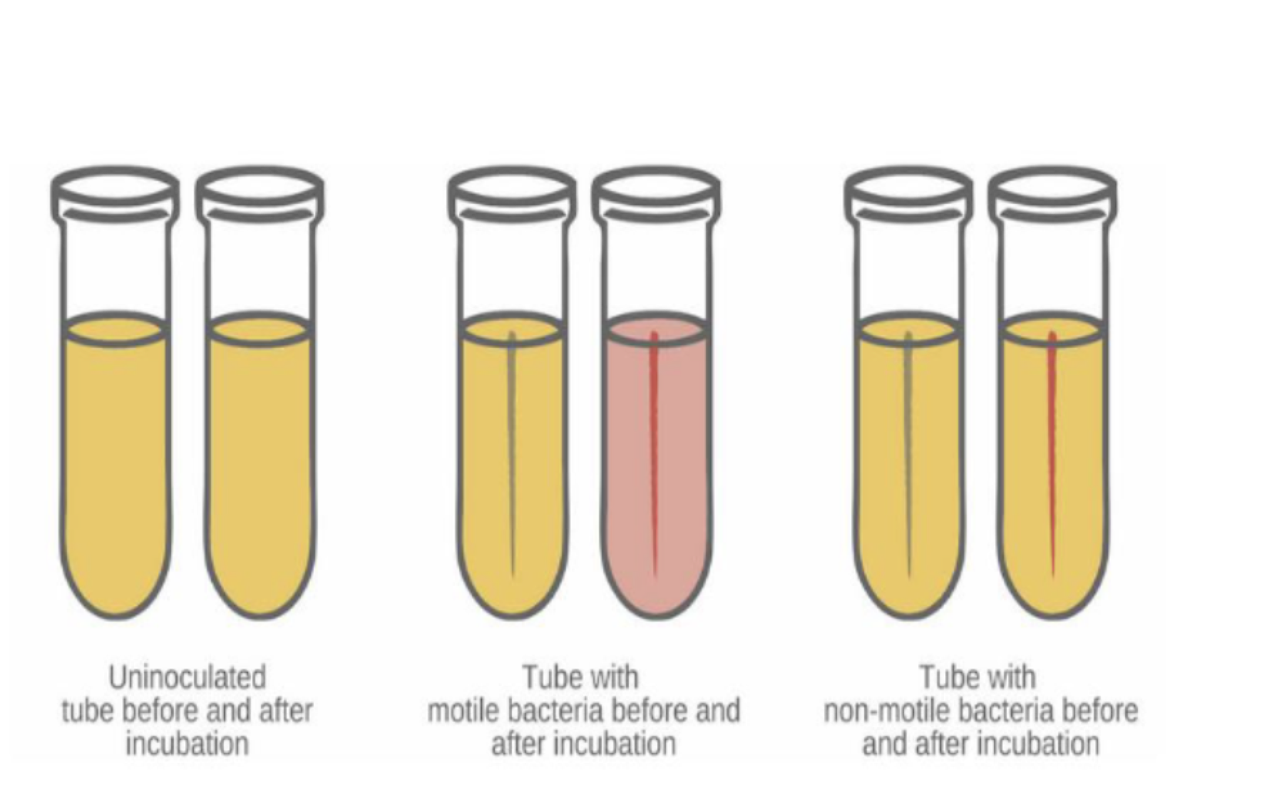 <p>Differentiates between motile and non motile organisms - have flagella - semi solid then other media</p><p></p><p>Motile organisms reduce the colorless tetrazolium chloride (TC) to a red-colored product called formazan&nbsp; 24 HOUR TEST</p>