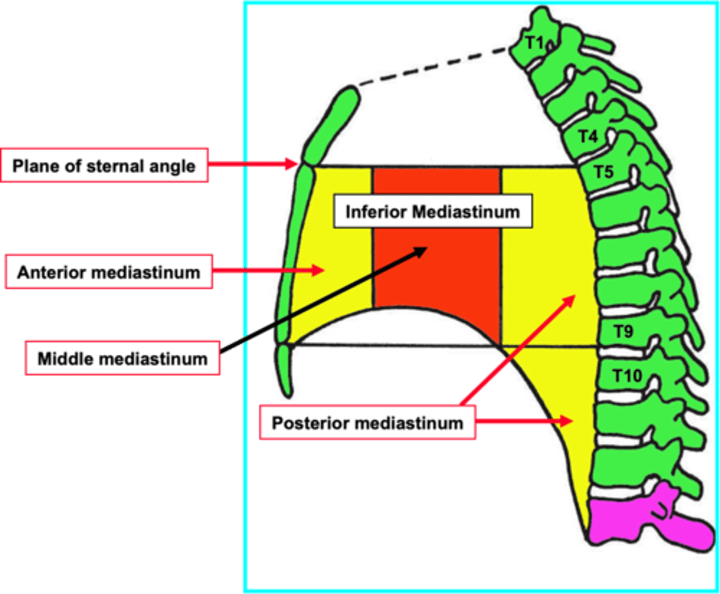 <p>1. Anterior</p><p>2. Middle</p><p>3. Posterior.</p>