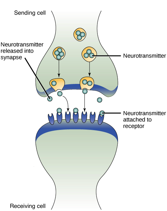 paracrine signaling (synapses) 