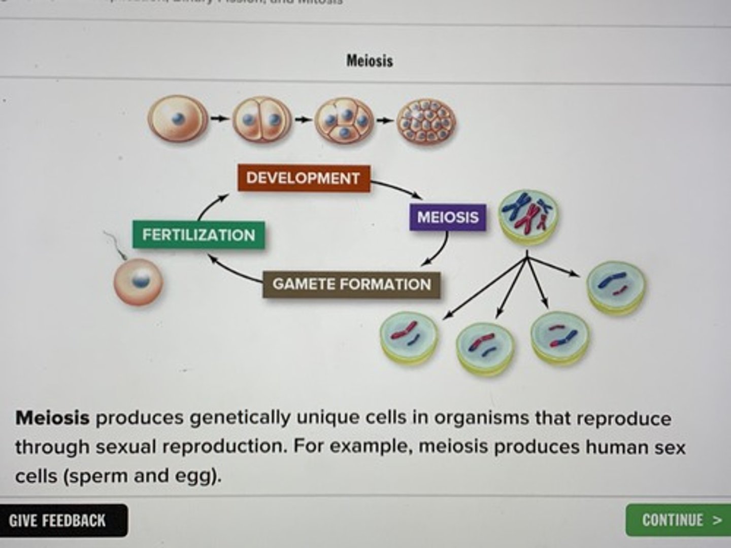 <p>meiosis</p>