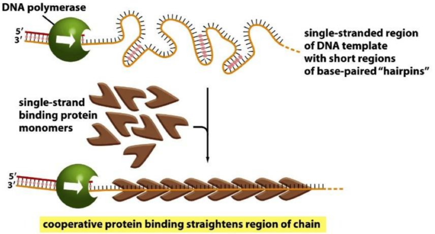 <ul><li><p>single stranded DNA forms H bonds with itself</p></li><li><p>Single-stranded binding protein prevents this</p></li><li><p>Monomers bind but bases are left exposed</p></li></ul><p></p>
