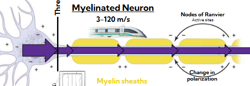 <ul><li><p><span style="background-color: transparent;"><span>Depolarization only occurs at nodes of ranvier (between each myelin sheath)&nbsp;</span></span></p></li><li><p><span style="background-color: transparent;"><span>Causes a very quick impulse as it is only depolarizing at the ranvier (3-120m/s)</span></span></p></li></ul><p></p>