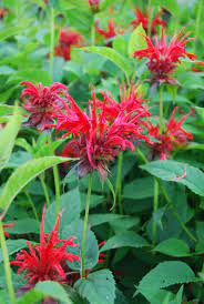 <p>A tall perennial with aromatic leaves and large clusters of bright red tubular flowers that attract pollinators.</p><p>-resistenat to powdery mildew</p><p>-pollinator friendly</p><p>-winter interest bc of seed heads</p>