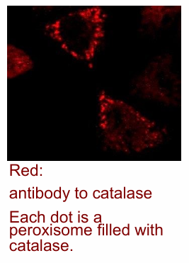 <ul><li><p>Uses catalase primary antibody (immunofluorescence)</p></li><li><p>This is recognized by a red-flourescent secondary antibody&nbsp;</p></li><li><p>Each dot represents a peroxisome</p></li><li><p>Not high resolution, but you can identify there functional peroxisomes exist in the cell&nbsp;</p></li></ul><p></p>