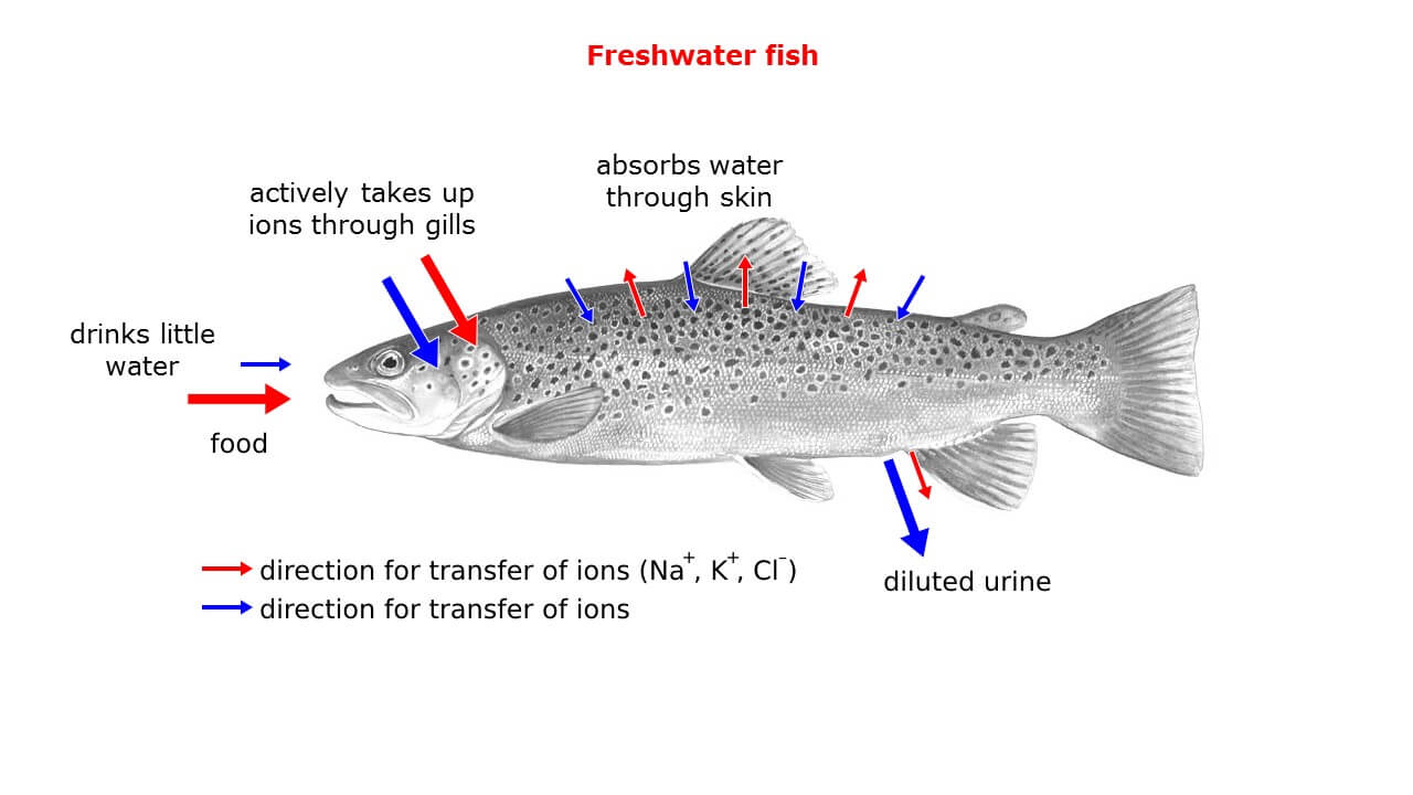 <p>Freshwater - Low osmolarity (hypotonic) environment</p><ul><li><p>Get rid of excess water by producing lots of urine, drink very little</p><ul><li><p>Lost electrolytes from diffusion are absorbed back into the body through the gills</p><ul><li><p>Gills have a protein that moves electrolytes by active transport</p></li></ul></li></ul></li></ul><p></p>