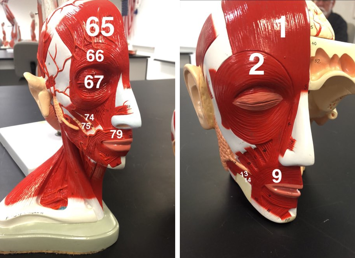 <p>What is number 75</p>