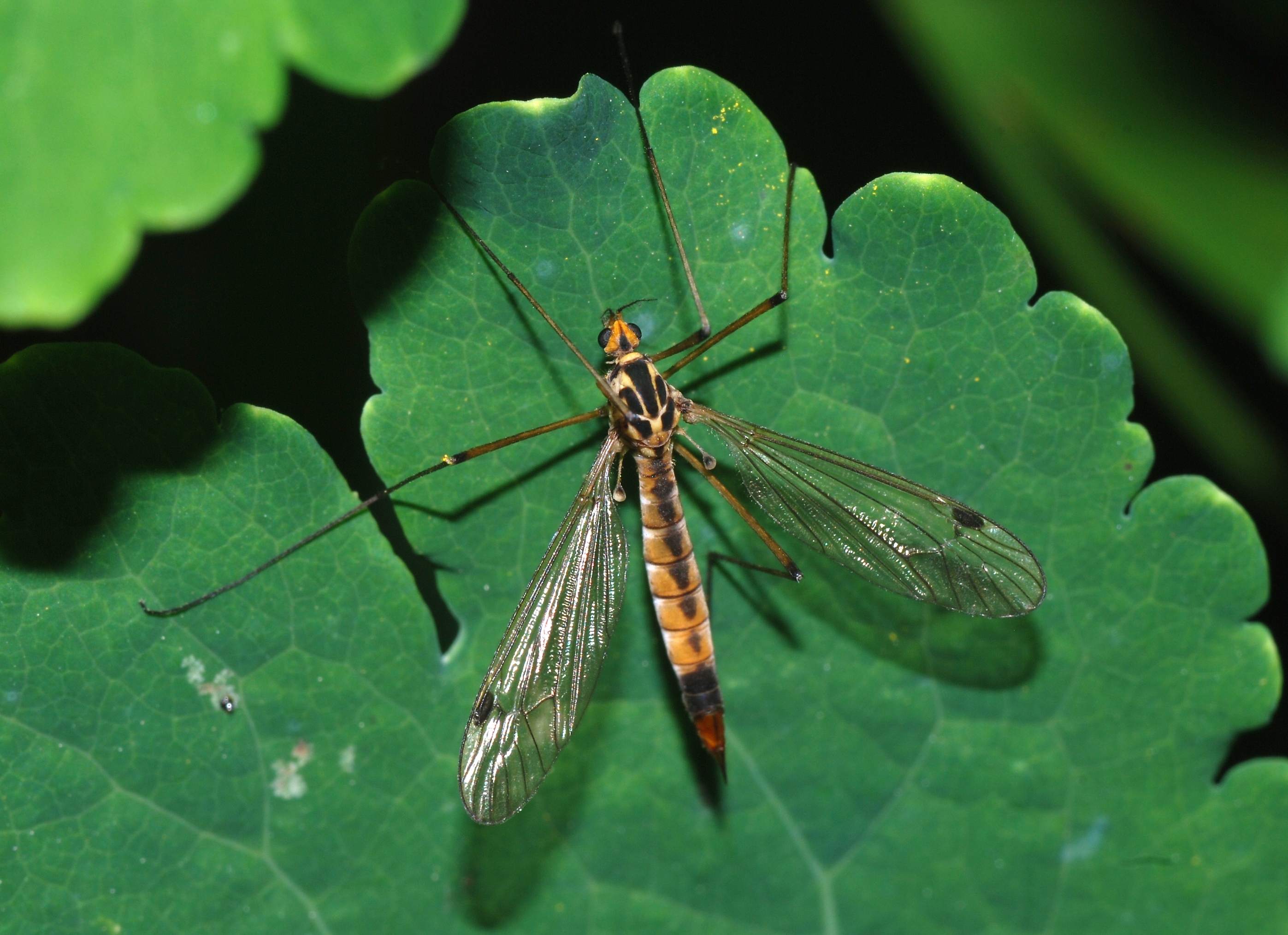 <p>Order Diptera: Tipulidae: Craneflies</p>