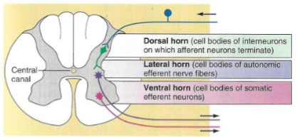<ul><li><p>Projection of gray matter towards the outer surface of the spinal cord.</p></li><li><p>Each half of gray matter is divided into three parts:</p><ul><li><p>Dorsal (posterior) horn. </p></li><li><p>Ventral (anterior) horn. </p></li><li><p>Lateral horn.</p></li></ul></li></ul><p></p>