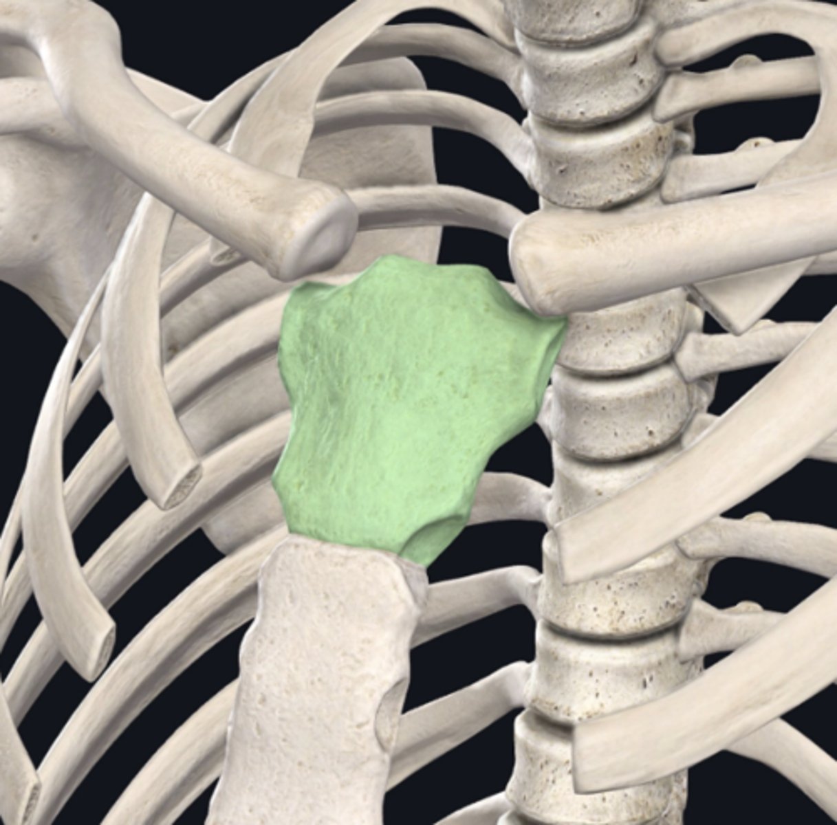 <p>identify the bone indicated in green</p>