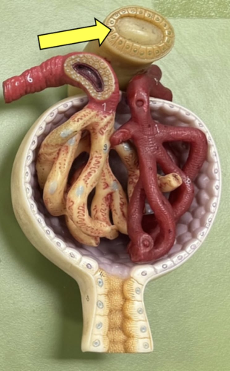<p>name the structure &amp; group of cells</p>
