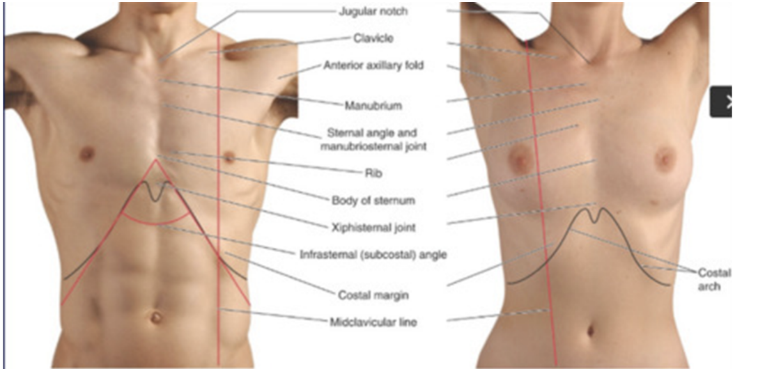 <ul><li><p>Superficial limits —</p><ul><li><p>Superior limit —</p><ul><li><p>Starts from the depression manubrium of sternum, continues with clavicle &amp; ends at level of T1</p></li></ul></li><li><p>Inferior limit —</p><ul><li><p>Originates from xyphoid process (most distal process of sternum), continues at the inferior part of the ribcage and ends at the level of spinous process T12</p></li></ul></li></ul></li><li><p>Deep limits —</p><ul><li><p>Superior thoracic aperture — </p><ul><li><p>Bordered by Vertebrae T1, Rib 1, and manubrium of sternum</p></li></ul></li><li><p>Inferior thoracic aperture —</p><ul><li><p>Bordered by Vertebrae TXII, Rib XII, End of rib XI, Costal margin &amp; xiphoid process of the sternum</p></li></ul></li></ul></li></ul>
