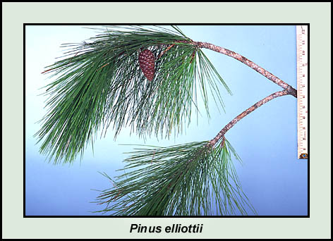 Slash pine