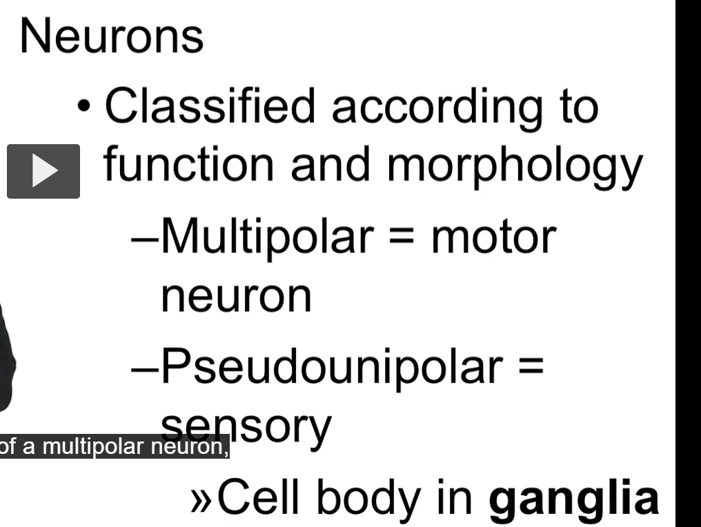 <p>1. Multipolar Neuron (many poles or processes): A neuron with <strong>one axon</strong> and <strong><u>multiple dendrites</u></strong> extending from its cell body</p><ul><li><p class="ds-markdown-paragraph"><strong>Significance:</strong> This is the <strong>most common neuron type</strong> in the <strong>central nervous system (CNS)</strong>  </p></li><li><p class="ds-markdown-paragraph"><strong>motor neurons</strong> are the primary neuron type for <strong>motor commands</strong>.</p></li><li><p class="ds-markdown-paragraph"><strong>Function:</strong> They are primarily <strong>motor neurons</strong> (<u>innervating muscles and glands</u>) and <strong>interneurons</strong> (forming connections between other neurons within the CNS).</p></li><li><p class="ds-markdown-paragraph"><strong>Location is both CNS and PNS:</strong></p><ul><li><p class="ds-markdown-paragraph"><strong>CNS:</strong> <u>All neurons </u>in the brain and spinal cord that <u>are not purely sensory are multipolar.</u></p></li><li><p class="ds-markdown-paragraph"><strong>PNS:</strong> <u>Motor neurons that control skeletal muscle, smooth muscle, and glands are multipolar.</u></p></li></ul></li><li><p class="ds-markdown-paragraph"><strong>Simple Diagram:</strong> Imagine a starfish with one long arm (the axon) and many shorter, branched arms (the dendrites).</p></li></ul><ol start="2"><li><p class="ds-markdown-paragraph"><strong>Pseudounipolar Neuron (“fasely one poled”) </strong>: A neuron where the <strong>cell body</strong> has <strong>a single, short process</strong> that <strong>immediately splits into two branches like a "T."</strong></p><ul><li><p class="ds-markdown-paragraph"><strong>Significance:</strong> This structure is a hallmark of <strong>sensory neurons</strong> that <u>carry information from the body to the CNS.</u></p></li><li><p class="ds-markdown-paragraph"><strong>Function:</strong> One branch (peripheral process) carries sensory information <em>from the body</em> (e.g., touch, pain, temperature). The other branch (central process) carries that same information <em>into the spinal cord</em>.</p></li><li><p class="ds-markdown-paragraph"><strong>Location:</strong> <strong>Exclusively in the PNS.</strong> Their cell bodies are found in the <strong>dorsal root ganglia</strong> (for body sensation) and <strong>sensory ganglia of cranial nerves</strong> (for head sensation).</p></li><li><p class="ds-markdown-paragraph"><strong>Key Point:</strong> The cell body is <em>off to the side</em> of the main signal pathway and does not play a role in receiving information; it just provides metabolic support.</p></li></ul></li><li><p class="ds-markdown-paragraph">Ganglia (Singular: Ganglion)</p><ul><li><p class="ds-markdown-paragraph"><strong>Definition:</strong> A <strong><u>collection of neuron cell bodies</u></strong> located <strong>outside the central nervous system</strong>.</p></li><li><p class="ds-markdown-paragraph"><strong>Significance:</strong> They are like <strong>relay stations or outposts</strong> in the peripheral nervous system.</p></li><li><p class="ds-markdown-paragraph"><strong>Function:</strong> They house the cell bodies of sensory and autonomic neurons.</p></li><li><p class="ds-markdown-paragraph"><strong>Location &amp; Types:</strong></p><ul><li><p class="ds-markdown-paragraph"><strong>Dorsal Root Ganglia:</strong> Located along the dorsal roots of spinal nerves. Contain cell bodies of <strong>sensory (pseudounipolar) neurons</strong>.</p></li><li><p class="ds-markdown-paragraph"><strong>Autonomic Ganglia:</strong> Located in the PNS as part of the autonomic motor pathway. Contain cell bodies of <strong>motor (multipolar) neurons</strong> that innervate involuntary targets like cardiac muscle, smooth muscle, and glands.</p><p class="ds-markdown-paragraph">Examples: Sympathetic chain ganglia, celiac ganglion.</p></li></ul></li></ul></li></ol><p></p>
