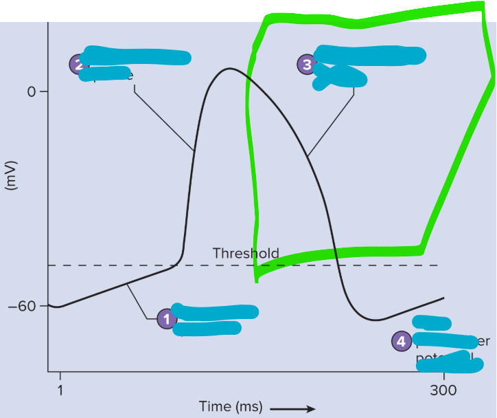 <p>Repolarization of cardiac muscle</p><ul><li><p>Ca2+ out</p></li><li><p>K+ in</p></li></ul><p>Heart signaled to rest</p><p></p>