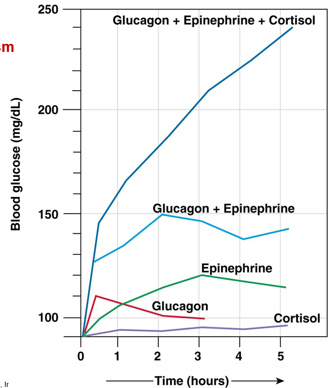 <p><strong>synergism</strong>: combined hormone effect is greater than sum of the individual effects</p><p><strong>permissiveness</strong>: need a second hormone for full effect</p><p><strong>antagonism</strong>: one hormone opposes the action of the other</p>