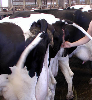 <p>serum</p><p>urine</p><p>vaginal discharge (for trich/campylobacter)</p>