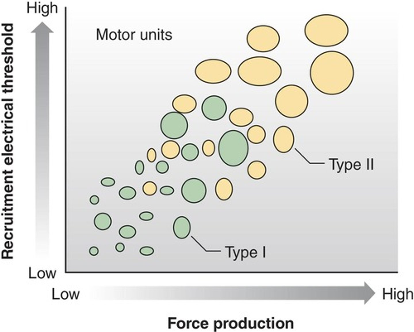 <p>Motor units are recruited in a sequential order by size to produce high levels of force.</p>