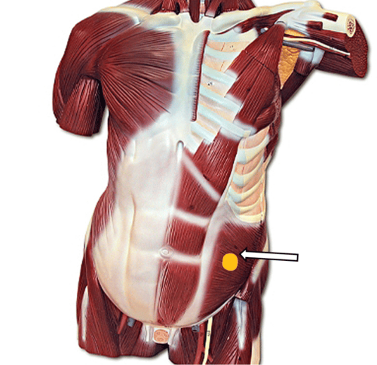 <p>name the muscle</p>