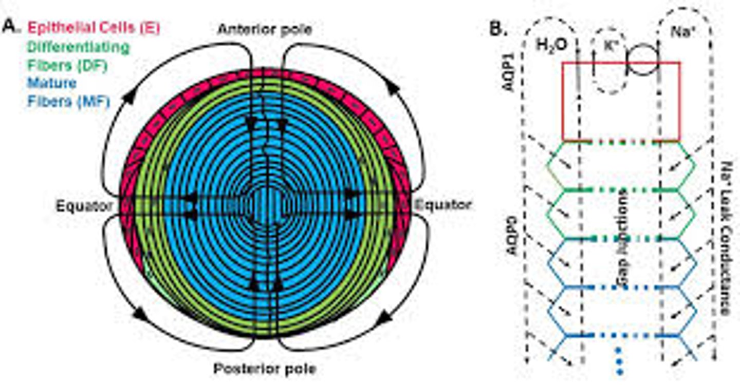 <p>Equator</p>
