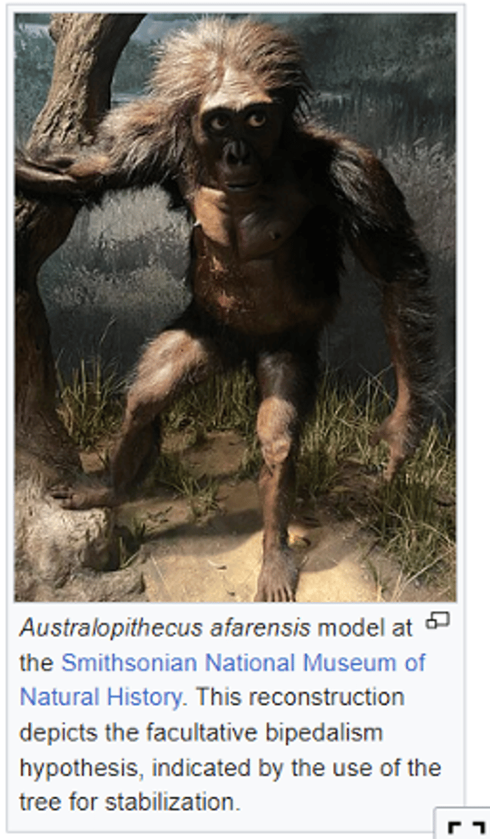 <p>- Slight brain increase</p><p>- Rounded vault</p><p>- No crests</p>