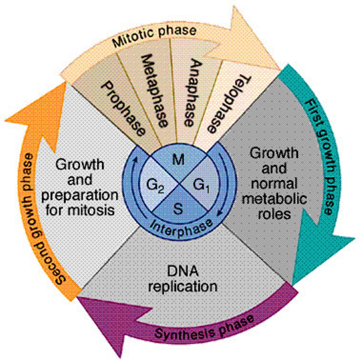 <p>the life cycle of a cell</p><p>G1</p><p>S1</p><p>G2</p><p>Mitotic Phase</p><p>Cytokinesis</p>
