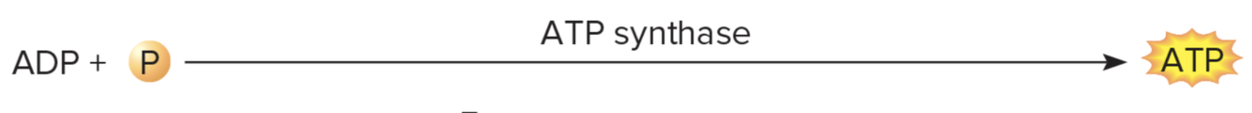 <p>ATP Synthase.</p>
