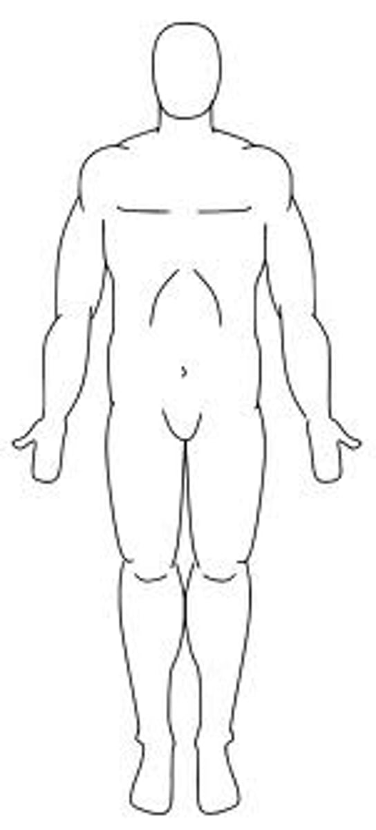 <p>The universal reference frame used when comparing one body part to another</p>