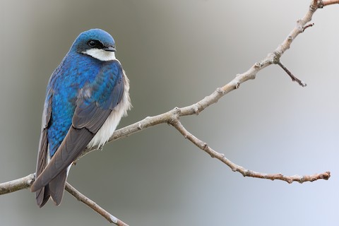 <p>Tree Swallow</p>