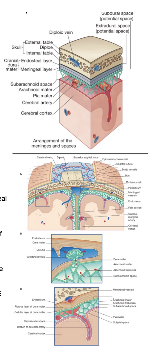 <ul><li><p>In the spinal cord, between the meninges and the bone there was a space — at the level of the cranium, the epidural space is virtual</p></li><li><p>Attached to the surface of the brain, we can see the pia mater, then right above it, the subarachnoid space, full of trabeculae extending from the arachnoid mater to the pia mater</p></li><li><p>The dura mater —</p><ul><li><p>Above/attached to the arachnoid mater — divided into 2 layers (separating where we have venous sinuses)</p><ul><li><p>Meningeal layer</p><ul><li><p>On the side of the other meninges</p></li><li><p>In regards to venous sinuses — <span>Endosteal layer attached to the bone, meningeal detaches allowing blood to flow&nbsp;</span></p></li></ul></li><li><p>Endosteal layer</p><ul><li><p>On the side of the bone</p></li><li><p>Very attached to the bone, causing the epidural space to only be virtual — can become real if there is a pooling of blood between the endosteal layer and the skull </p></li><li><p><span>Some areas more easily detachable from the bone (typically below parietal bone &amp; squamous portion of temporal bone – thus why easier to have a collection of blood here than in other places</span></p></li></ul></li></ul></li></ul></li><li><p>Epidural layer can also be called extradural space</p></li><li><p>Subdural space —</p><ul><li><p>Between the dura &amp; the arachnoid — also a potential space</p></li><li><p>Can be opened by the separation of the arachnoid mater from the dura mater as a result of trauma, pathologic process, or the absence of cerebrospinal fluid as seen in a cadaver</p><ul><li><p>Potential spaces — normally not there, but can become real if something starts to pool there (ex. due to haemorrhage) </p></li></ul></li></ul></li><li><p>Arachnoid —</p><ul><li><p><span>A layer (arachnoid mater) with many strands of collagen fibers that extend towards the pia mater</span></p></li><li><p><span>The space between the trabeculae is called the subarachnoid space – contains cerebrospinal fluid, cerebral arteries , and </span><u><span>meningeal vessels</span></u></p></li><li><p><span>Close to the venous sinuses, the arachnoid forms granulations (</span><u><span>of Pacchioni)</span></u><span> that extroflect inside the venous sinuses (especially the superior sagittal sinus) – and here, our CSF moves from the subarachnoid spaces into the venous sinuses and from there the general circulation&nbsp;</span></p></li></ul></li></ul>
