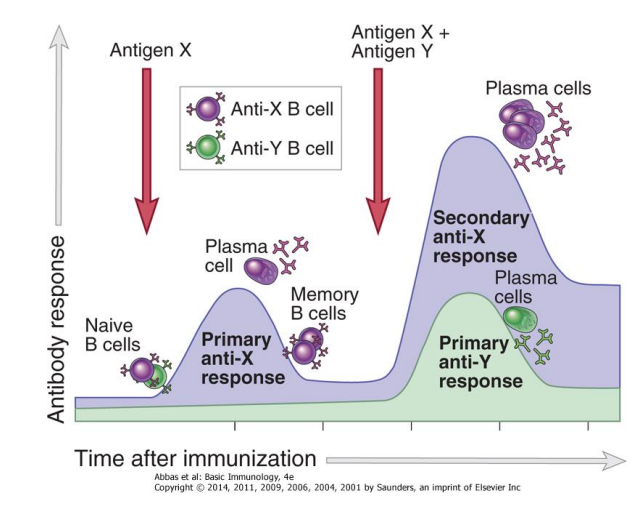 <p>the phase of the immune response where memory lymphocytes recognize the antigen and is able to mount a larger, more specific attack</p>