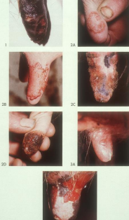 <p><span>Pseudocowpox</span></p>