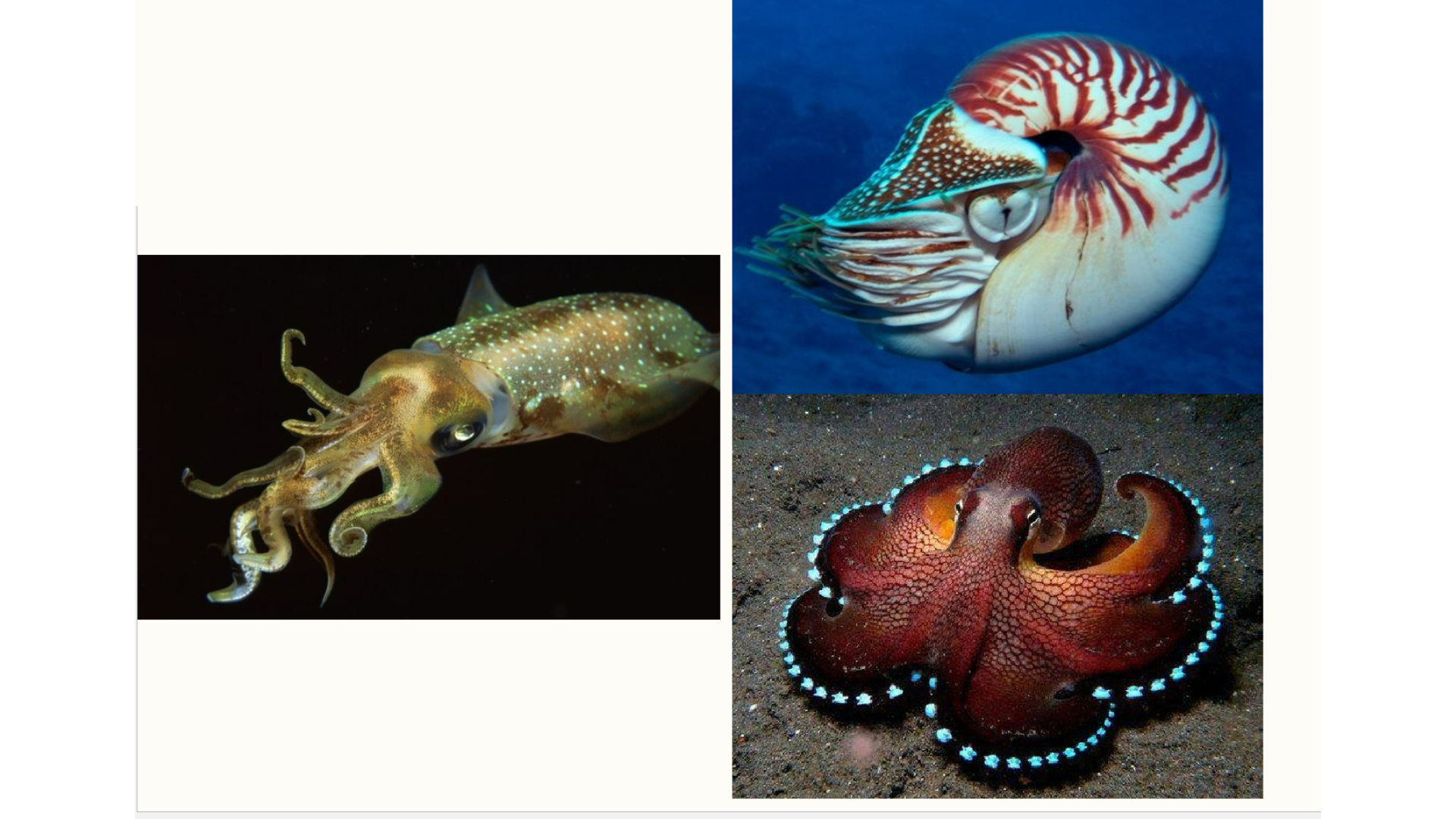 <p>What mollusk class is this?</p>