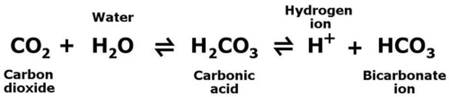<p>Enzyme converting CO2 and H2O to carbonic acid.</p>