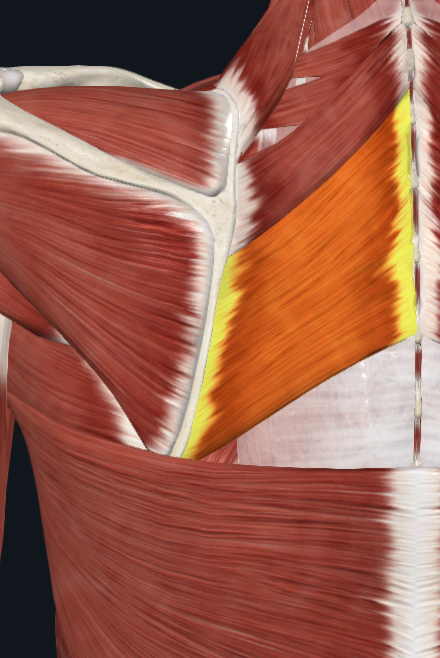 <p>origo: processus spinosi (zoek op welke Ribben)</p><p>insertie: margo medialis scapulae</p>