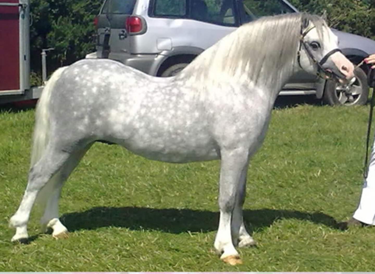 <p>this pony evolved from Celtic pony</p>