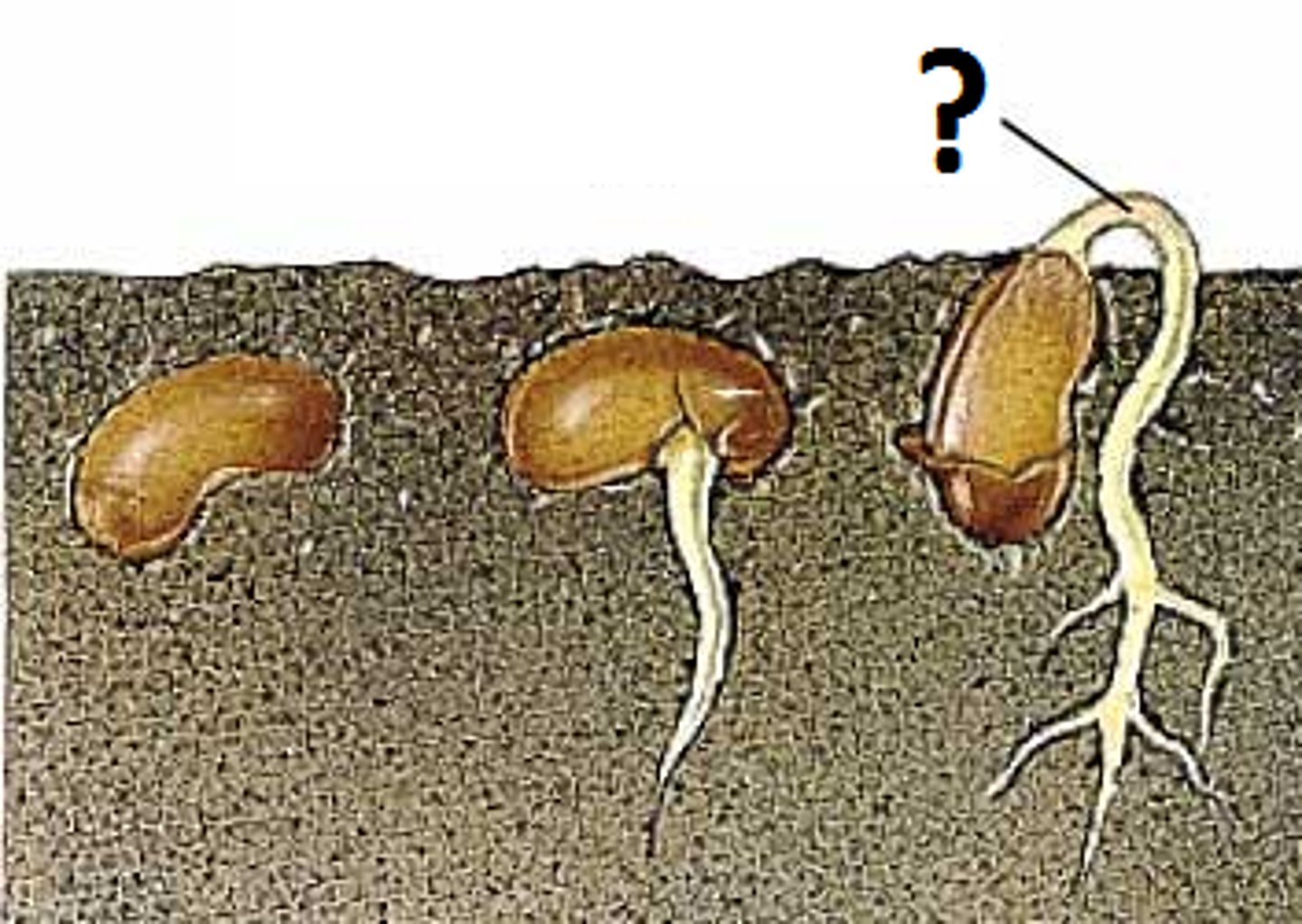 <p>The part of a plant embryo directly below the cotyledons, forming a connection with the radicle.</p>