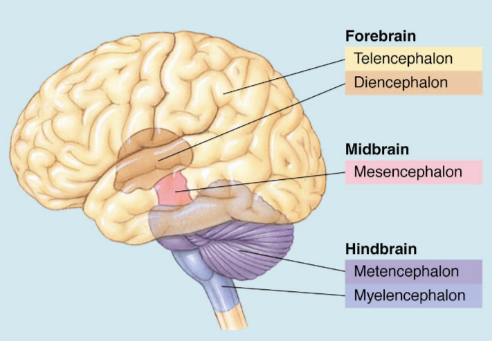 <ul><li><p>myelencephalon= medulla- largely comprises tracts between brain and spinal cord</p></li><li><p>Metencephalon= pons and cerebellum</p></li><li><p>Mesencephalon= tectum and tegmentum</p></li><li><p>Diecephalon= thalamus and hypothalamus</p></li><li><p>Telencephalon= cerebral cortex, limbic system and basal ganglia</p></li></ul><p></p>