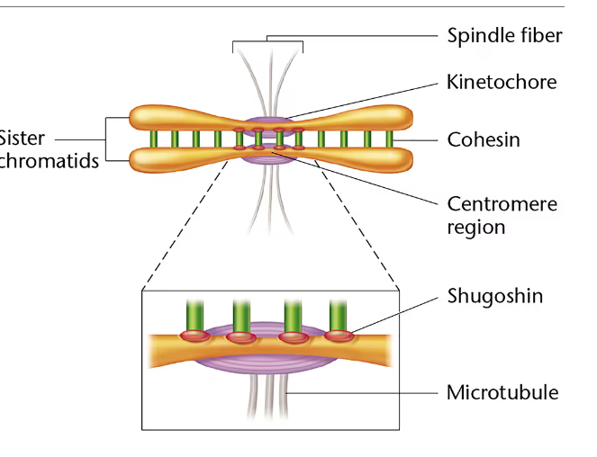 <p><strong>cohesion: </strong>A protein complex that holds sister chromatids together during mitosis and meiosis and facilitates attachments of spindle fibers to kinetochores (formed during S phase)</p><p><strong>kinetochore </strong>are the protein that the microtubule attaches too (forms opposite of the centromere</p><p><strong>Separase: </strong>an enzymes that degrades cohesion proteins</p><p><strong>Shugoshin: </strong>protein that protects cohesin from being degraded by separase at the centromeric regions</p><p>What mutations occur: potentially leads to errors during chromosomes migration, <strong>altering the diploid content of daughter cells —&gt; and damaged cells would divid incontrollable</strong></p>