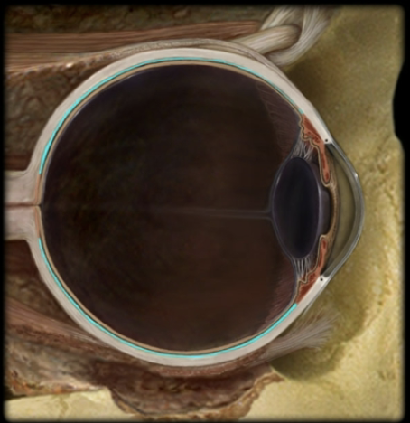 <p>name the part and layer of the eye</p>