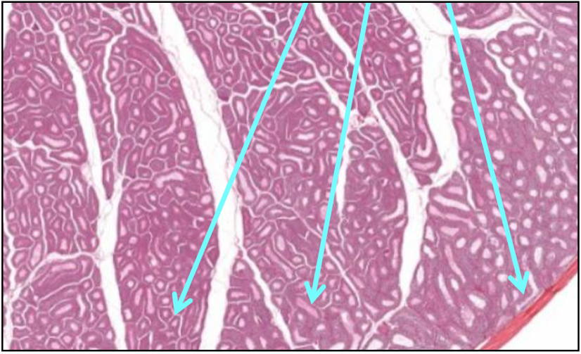 <p>What is shown in this image?</p>