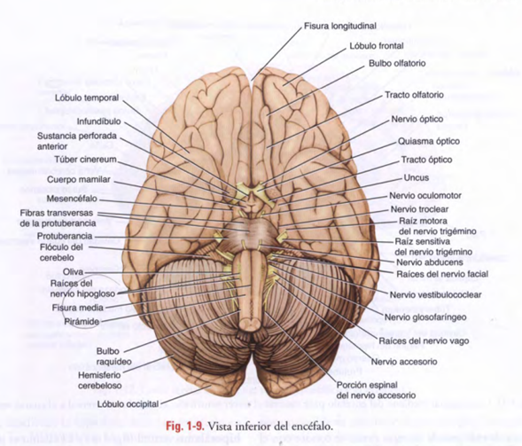 Protuberancia 