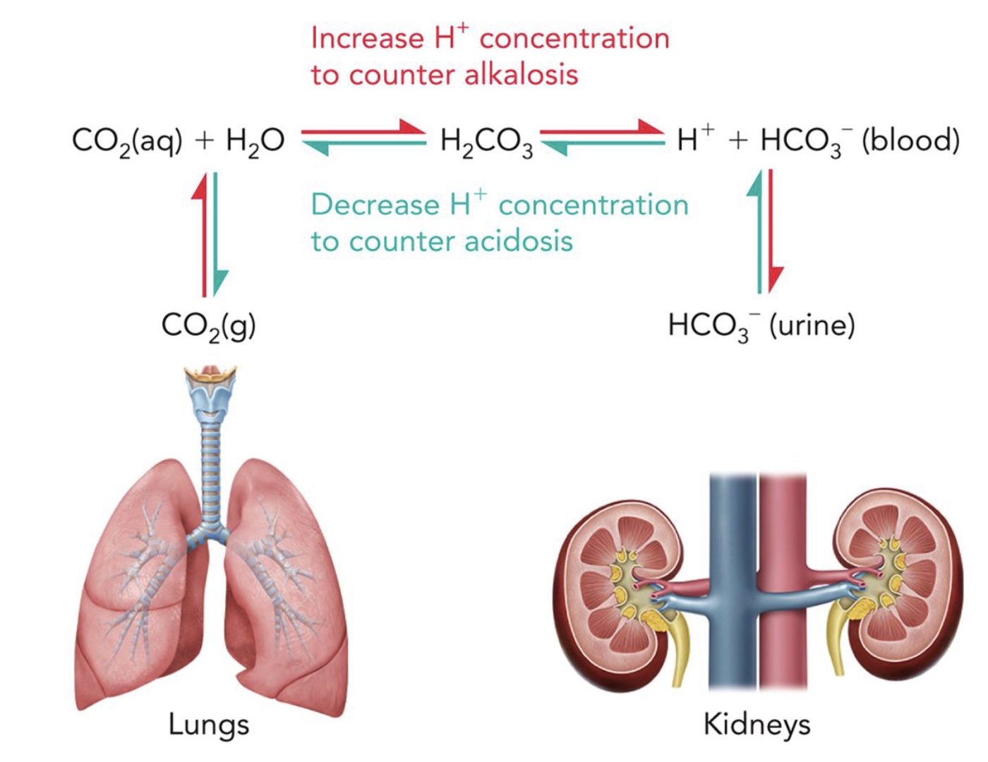 <p>Maintain</p><p>Acidosis → When blood pH falls below 7.4</p><p>Alkalosis → When blood pH rises above 7.4</p>
