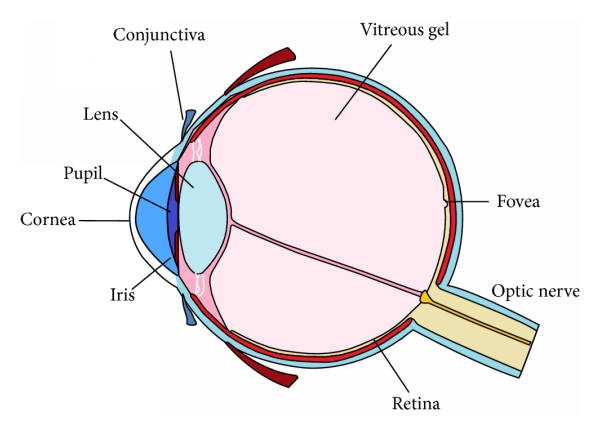 <p>transparent shield of tissue forming the outer wall of the eyeball</p>
