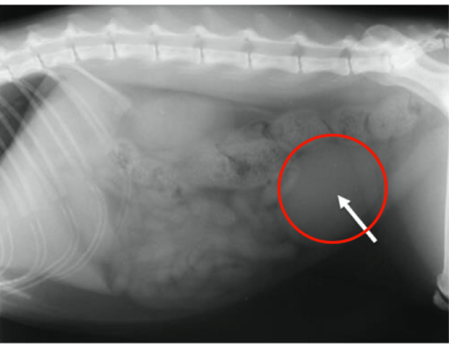 <p>Size: variable (filled or empty, species differences)</p><p>Shape: oval to ellipsoid (dogs) - ellipsoid in cats</p><p>Margination: smooth</p><p>Opacity: soft tissue</p>